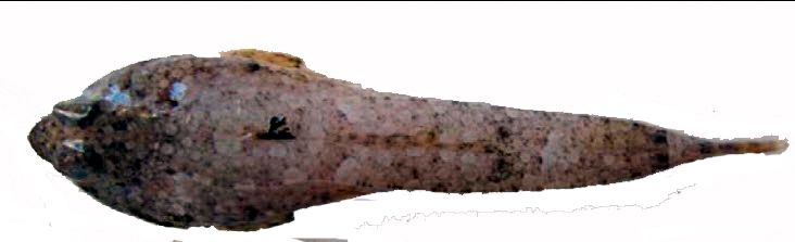 Callionymus risso_5541